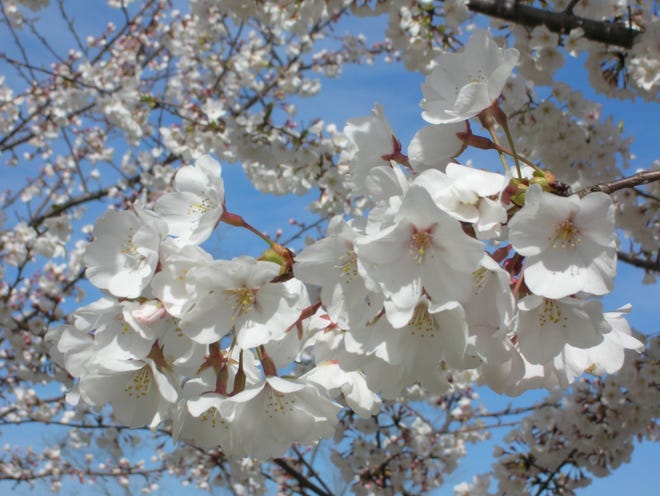 Flowering dogwood tree FREE IMAGES.COM
