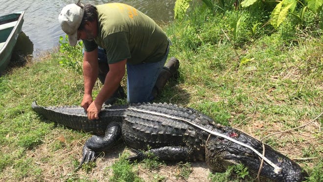 Trapper Curtis Lucas measures up the 9-foot alligator he caught in Port Orange's Skylake. He suspects it is the gator that killed a dog a few days ago. News-Journal/Patricio G. Balona