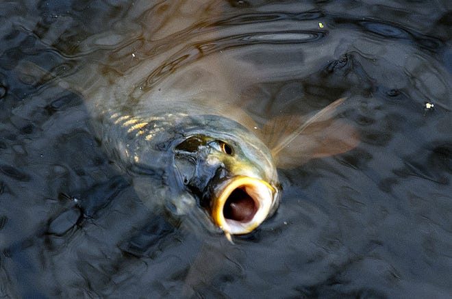 A fish gasps for air before dying in the Delaware Canal in Falls on March 31, 2016.