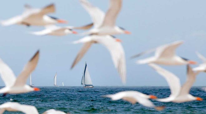DARON.DEAN@STAUGUSTINE.COM Birds take flight as sailboats competing in the performance yacht offshore series head back toward the St. Augustine Inlet, as seen from Porpoise Point, during day 1 of St. Augustine Race Week on Thursday afternoon, March 31, 2016. The five-day event which kicked off Thursday includes all types of sailboat classes and a variety of competitions. Races will take place offshore as well as in the Intracoastal Waterway north of the Vilano Bridge, while youth competitors will race in the Matanzas River near the Castillo de San Marcos. For more, see today's Sports section or find a complete schedule at SARW2016.com.