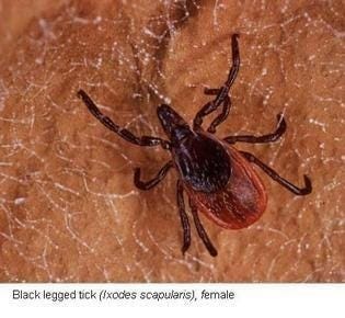 A black legged tick. Courtesy photo