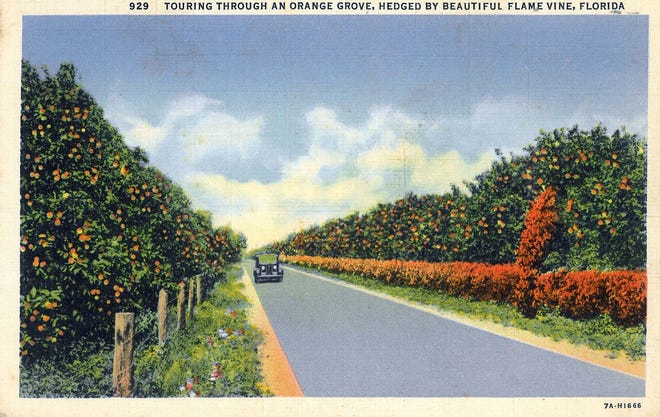 A postcard from the collection of the Matheson History Museum, whose new exhibition, "Liquid Gold: The Rise and Fall of Florida Citrus" runs from April 4 through Aug. 26. The exhibition and related programs are free and open to the public.
