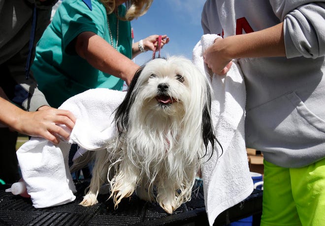 A Shih-Tzu named Airabella lifts her paw as John Thigpen, left, and Andrew Thigpen, right, towel-dry her fur after giving the dog a bath while the dog's owner, Christie McCoy, holds the leash at the Bark in the Park dog washing event with Boy Scout Troop 90 held at the Will May Dog Park in Tuscaloosa, Ala. on Saturday April 11, 2015. staff photo | Erin Nelson