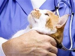 How a Trip to the Veterinarian Can Save Your Cat's Life