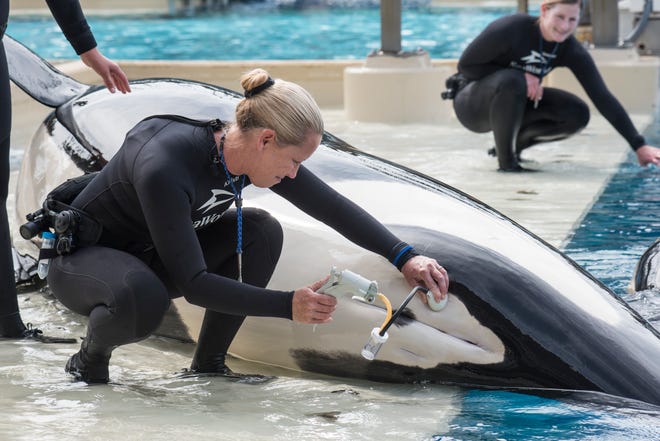 In this undated photo provided by SeaWorld, San Diego, shows whale trainer Kristi Burtis as she obtains a milk sample from Kalia, an orca whale. There's one last orca birth to come at SeaWorld, and it probably will be the last chance for a research biologist to study up close how female killer whales pass toxins to their calves through their milk. SeaWorld's decision to end its orca breeding and to phase out by 2019 its theatrical killer whale performances, the foundation of its brand, followed years of public protests. (Mike Aguilera, SeaWorld San Diego via AP)