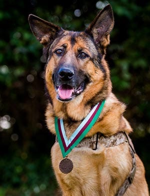 Lucca, a half German Shepherd and half Belgian Malinois dog, was presented Tuesday with the Dickin Award, the highest honor awarded to service animals, at a ceremony at London's Wellington Barracks.
Photo provided by David Tett/People's Dispensary for Sick Animals.