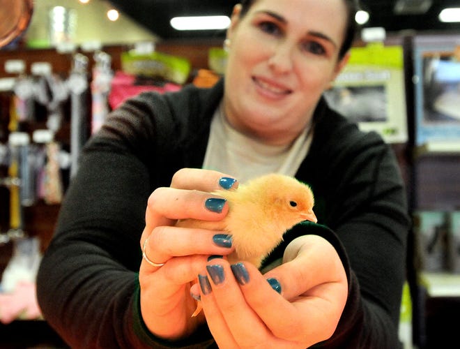 Baby chicks are being sold at P&A Feed and Pet in Plumstead like the one assistant manager Kristin Redman is holding.