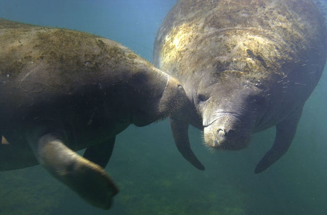 Manatees play in the waters of Homosassa Springs, July 11, 2003, in Homosassa Springs, Fla. University of Florida researchers are working with manatees in Homosassa Springs in an effort to develop technology that will warn boaters when manatees are in the water around them.