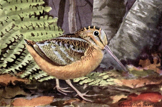 Courtesy image

A painting of an American woodcock by Louis Agassiz Fuertes, taken from The Burgess Bird Book for Children (1919).