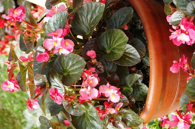 BIG begonias are well suited to mixed containers or as a monoculture with their bold look. (TNS)