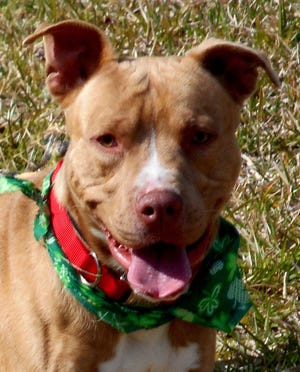 Ah Some is a 2-year-old neutered male terrier mix.