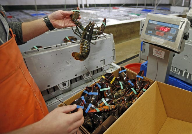 Live lobsters are packed and weighed for overseas shipment at the Maine Lobster Outlet in York, Maine on Dec. 10, 2015. The American and Canadian lobster industries are digging in for a fight against the possibility of a ban on lobster exports to Europe. Sweden says live American lobsters could spread disease and overwhelm the native European variety. AP Photo/Robert F. Bukaty, File