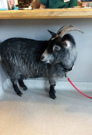 This photo shows a goat that wandered into a Starbucks in Rohnert Park, Calif., Sunday. Rohnert Park police Sgt. Rick Bates said employees who were opening the store tried to give the goat a banana, but the animal kept walking into the coffee shop and started chewing on a box. Bates took the goat into custody and brought it to an animal shelter.