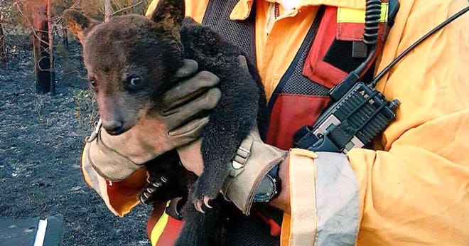 Smokey Junior, the bear cub injured during a Eustis-area brush fire last week, was taken to his temporary home at Tampa’s Lowry Park Zoo on Sunday.