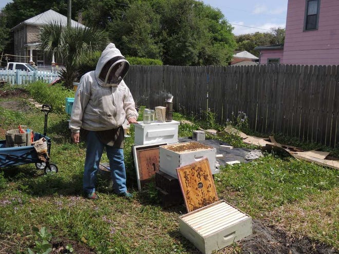 Above: Lisa Broward explains the parts of a box hive and how it mimics a natural hive made by bees.   Left: Broward holds up a full frame of honey bees from one of Sustainable Springfield's five box hives in its community garden. Each frame is a wooden frame with plastic grooves inside that bees use as a foundation for building combs.