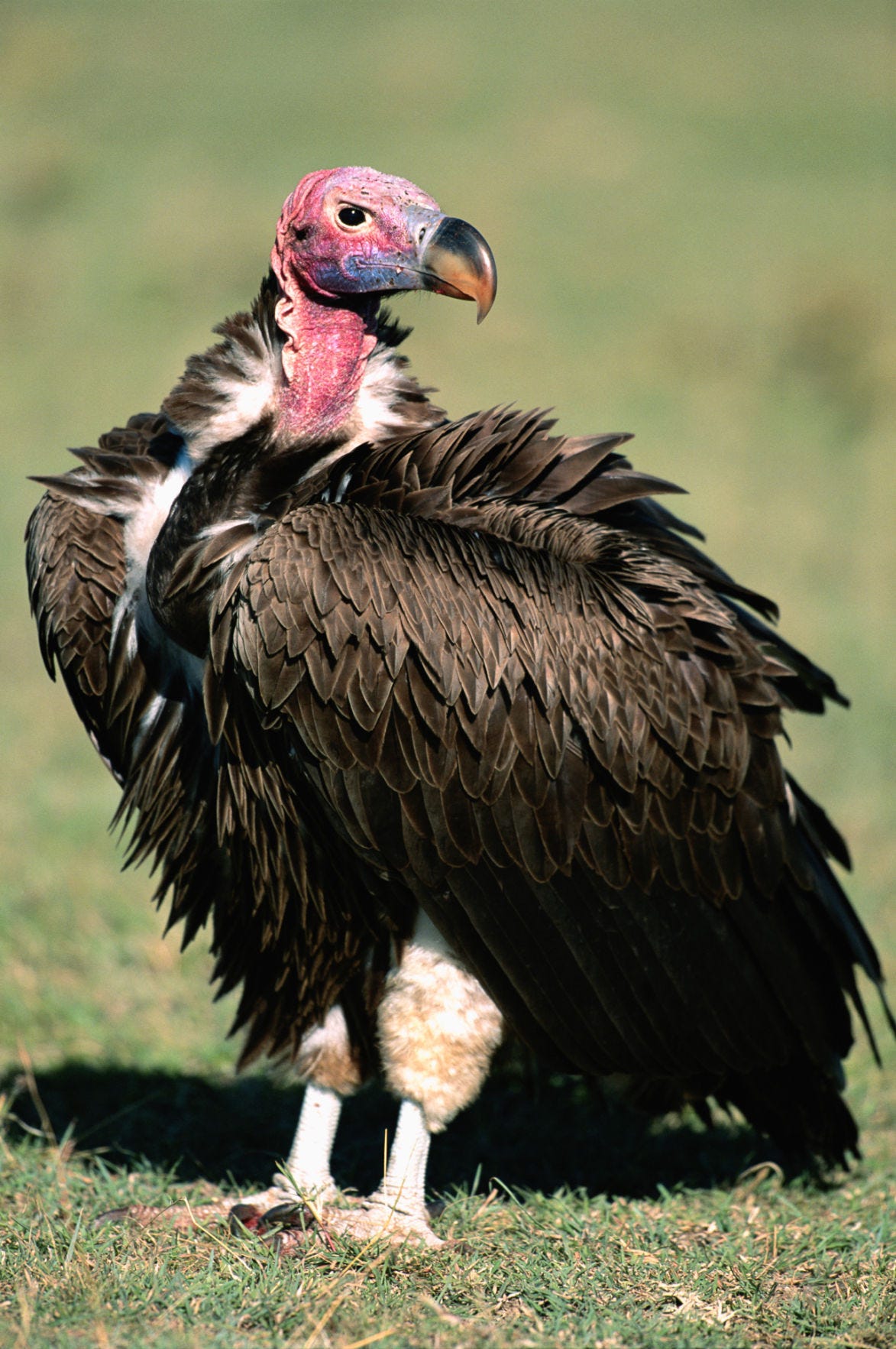Buzzards Buzzards