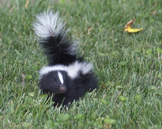 Photo by Geoff Hull

A baby skunk fresh out of its den on a warm summer day.