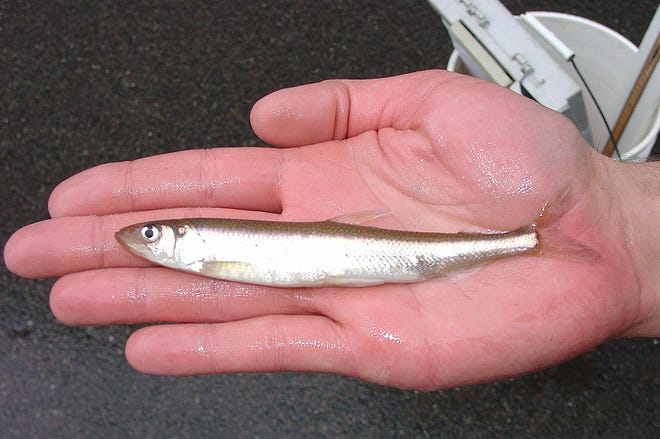 Smelts are in season in early springtime when their home waters rush. WICKED LOCAL FILE PHOTO