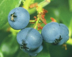 Yard and Garden: Growing blueberries in Iowa