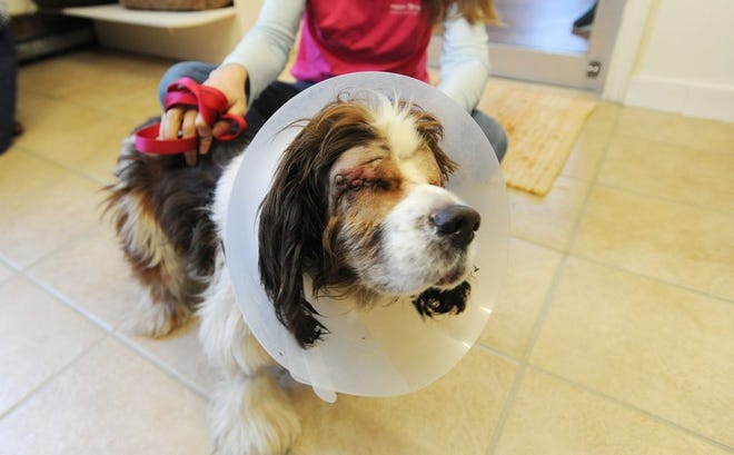 Lassie, a blind and deaf cocker spaniel, is recovering from surgery in Centerville as MSPCA staff try to find her a new owner.