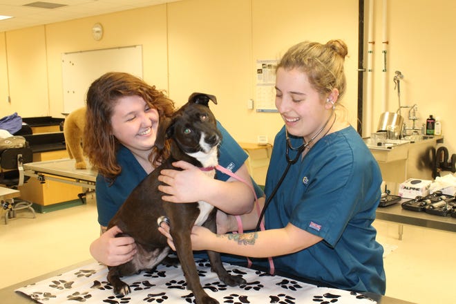 From left, Great Bay Community College students Morgan Pond and Rose Doucette work in the college's veterinarian technology lab. Courtesy photo