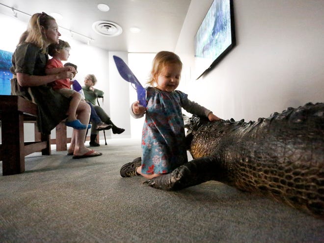 Corabelle Walker, 20 months old, gets hands-on with an American alligator on display, as her mother, Jessica Walker, left, and her brother, Bowen Walker, 3, watch a video on the screen at a ceremony marking the reopening of the Paynes Prairie Preserve State Park Visitor Center on Wednesday.