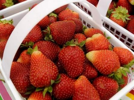 To keep strawberries fresh in your refrigerator, store the berries between layers of paper towels in an airtight container or ziptop bag. It is important not to wash the berries until ready to use: immediately washing the fruit then refrigerating will shorten the shelf life of the berries. Remove any moldy or mushy berries from the rest to avoid spreading.(GateHouse Media file photo)