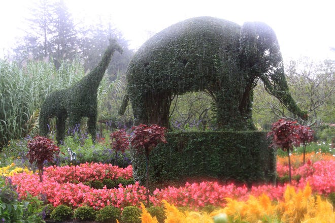 The Green Animals Topiary Garden, 380 Corys Lane, Portsmouth, is open daily from 10 a.m. to 6 p.m. The last tour admission is at 5 p.m. Providence Journal File Photo/Bob Thayer