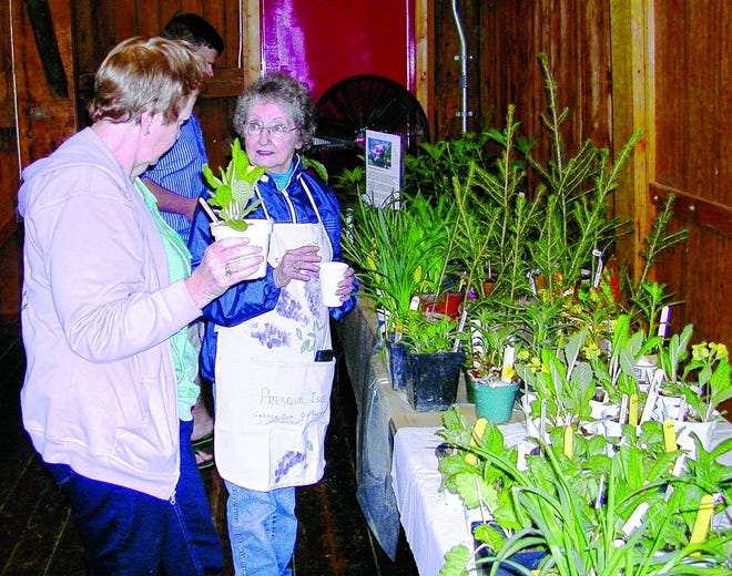 Presque Isle Garden Club member Shirley Finke helps a customer at her plant sale.