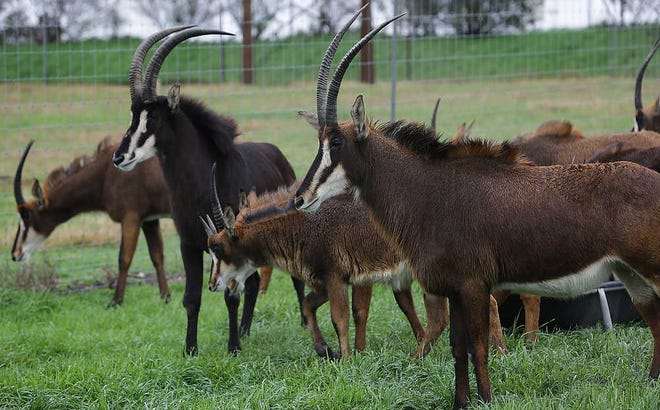 In this March 9, 2016, photo, sable antelope graze in a fenced field at Texas Disposal Systems, a modern landfill in Creedmoor, Texas. The privately owned landfill is now Creedmoor's largest taxpayer, largest employer, and over time, it became a full-fledged exotic animal breeding operation that hauls trash for more than 120 home owners associations and municipalities, including Austin, San Antonio, and San Marcos. (Bob Owen/The San Antonio Express-News via AP) RUMBO DE SAN ANTONIO OUT; NO SALES; MANDATORY CREDIT