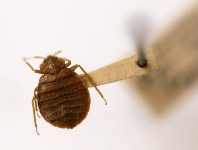 A bed bug is displayed at the Smithsonian Institution National Museum of Natural History in Washington on March 30, 2011.