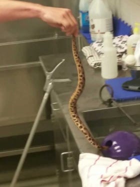 A member of Columbia County Animal Services removed two copperheads from a family dog's chew toy.