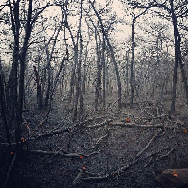 Burned trees on top of the Shawangunk Ridge at Sam's Point