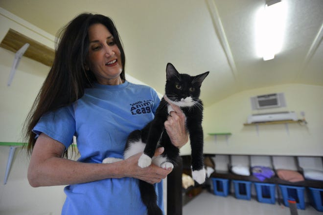 South Lake Animal League Executive Director Doreen Barker holds Timmy at the shelter on Wednesday in Groveland. Many of the shelter's adopted animals have ended up in commercials, ads and movies. The latest one is a kitten that will star in the movie "Keanu," which opens today.