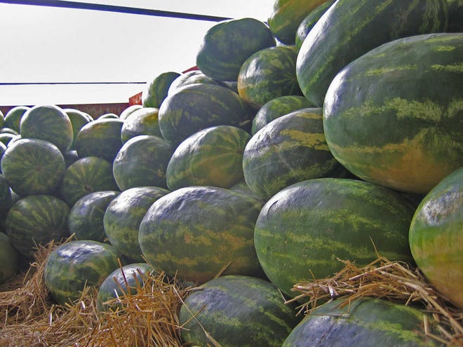 Georgia watermelons harvested for delivery. Photo by Taylor Dutton