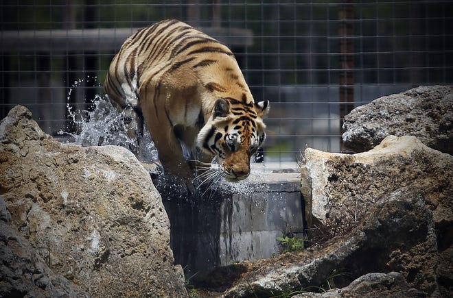 Gator, a Bengal tiger and one of many wild animals residing at the Carson Springs Wildlife Conservation Foundation, leaps from the water during the foundation's Spring Safari event recently. Gainesville Sun/Erica Brough