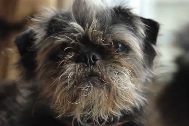 Daisy, pictured, and her brother, Dallas, are stars of their own short video series on YouTube. The 6-year-old pugzus were submitted recently for the Dog of the Year contest.
