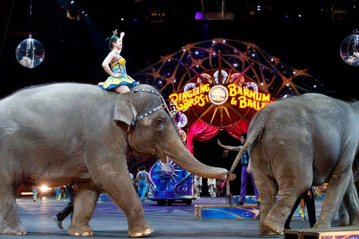 FILE - In this March 19, 2015, file photo, elephants walk during a performance of the Ringling Bros. and Barnum & Bailey Circus, in Washington. Ringling Bros. is scheduled to hold its final elephant show during a performance Sunday night, May 1, 2016, in Providence, R.I. (AP Photo/Alex Brandon, File)