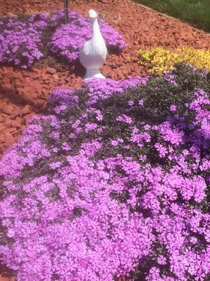 Patty Mochoskay of Jackson Township shared a photo of a garden at her house, featuring these beautiful phlox in bloom. 



(Submitted by Patty Mochoskay)