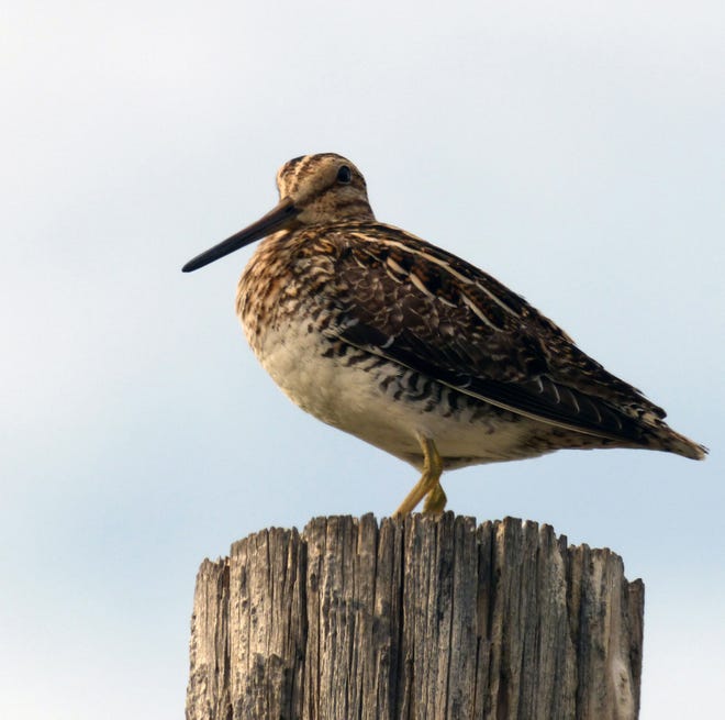 Photo by Hunter Gagnon

Snipe are stocky birds with long beaks that resemble woodcocks or sandpipers.