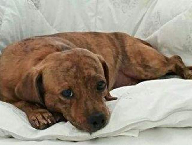 Nala was killed Wednesday when a pit bull attacked her and another dachshund. Provided photo