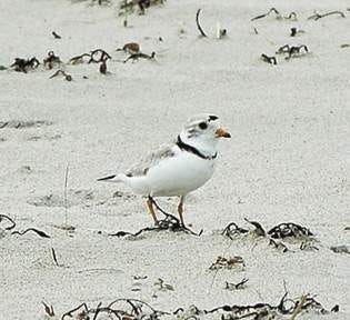 A piping plover hops along the beach in Kennebunk. 

File photo