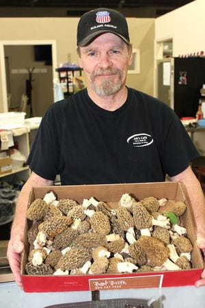 Morel mushroom hunter Duke Frisby, of Kewanee, displays a box of fresh morels he picked this week. Frisby and a group of volunteers are preparing for this year’s annual Morel Mushroom Festival in Wyoming this weekend.