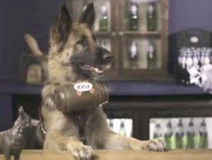 French beer company opens London pub which uses dogs to serve beer to customers. (ITN)