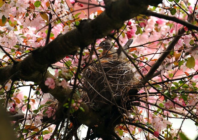 A robin sits on her nest in a crabapple tree at the Westborough Senior Center.