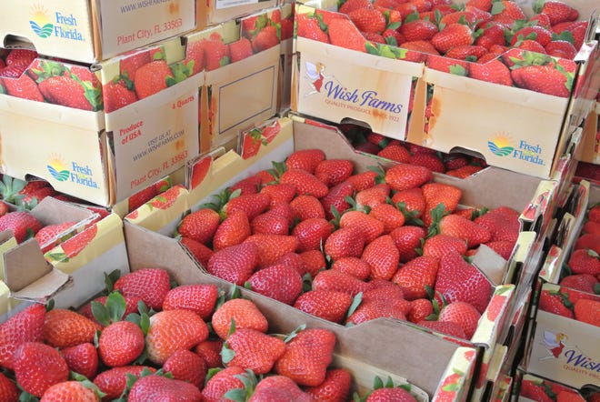 Strawberries ready to ship from a Plant City grower are part of the state's crop of fruit. Florida ranks second in the United States in strawberry production, growing 15 percent of the nation's supply. NEWS-TRIBUNE FILE