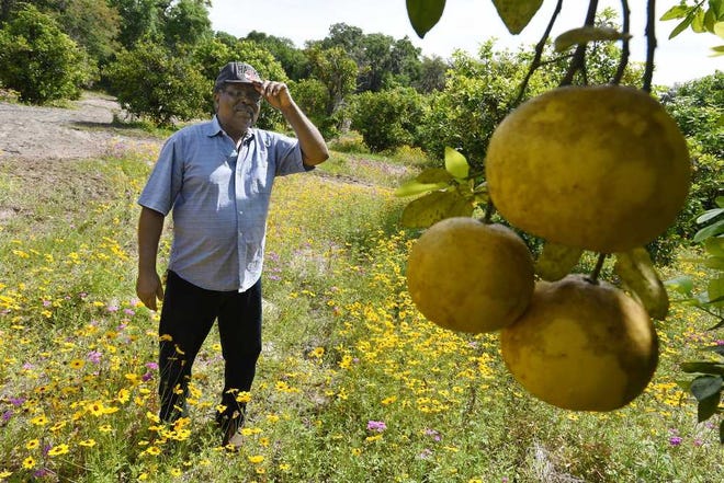 Bob.Self@jacksonville.com--4/20/16--Cecil Nelson walks through the wildflowers growing between the rows of citrus trees in his San Mateo grove. Cecil Nelson has one of the Northernmost citrus groves in the state of Florida in San Mateo where he has eight acres of mixed citrus and another couple of acres near his home. (The Florida Times-Union/Bob Self)