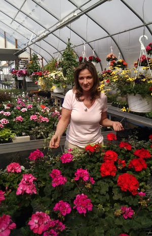 Carmen Piperata tends to plants in the greenhouse of Seasons of New England, a garden center she owns on Warwick Avenue in Warwick. Special to the Journal/Kathleen Yanity