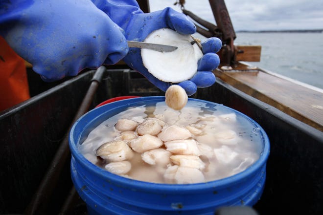 In this 2011 file photo, scallops are shucked at sea near Harpswell, Maine. The Maine scallop fishery dwindled to about 666,000 pounds in 2009 before rebuilding to more than 3 million pounds a year. AP/Robert F. Bukaty