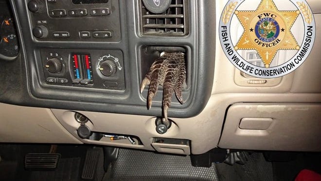 Officers spotted this gator foot in the dashboard of a truck. (Courtesy Florida Fish and Wildlife Commission)